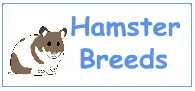 Hamster Breeds